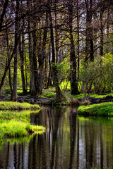 City park in the sunshine. A play of light and shadow between the trees. Made on a sunny day. Atmospheric light.