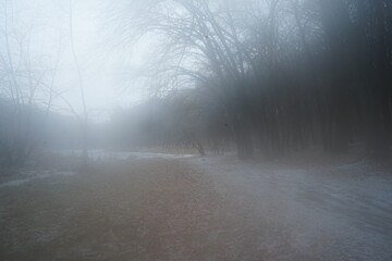Forest Park Trees in winter