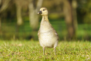 Graugans Gössel steht aufrecht auf grüner Wiese