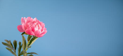 Pivoine rose sur un fond bleu avec espace sur la droite