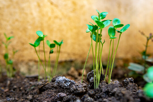 Small cowpea plants sprouting out of the soil with little buds visible. The soil is prepared by adding cow dung fertilizers