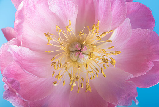 Macro detail de l'interieur d'une pivoine avec son pistil, ses &eacute;tamines et son pollen