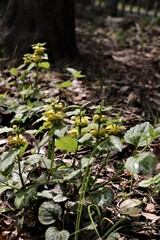 ツルオドリコソウ