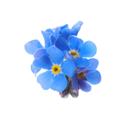 Fototapeta na wymiar Beautiful blue Forget-me-not flowers isolated on white