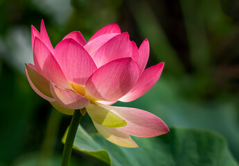Fototapeta premium Pink and White Lotus Water Lily flower