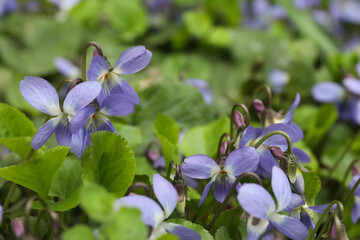 Beautiful wild violets blooming in forest. Spring flowers