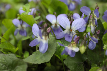 Beautiful wild violets blooming in forest. Spring flowers