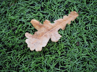 leaf in snow