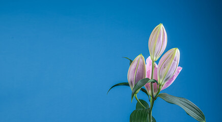 Fototapeta na wymiar Magnifiques fleurs de Lys Vendôme sur fond bleu avec un espace sur la gauche