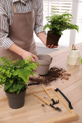 Woman planting fern at wooden table indoors, closeup