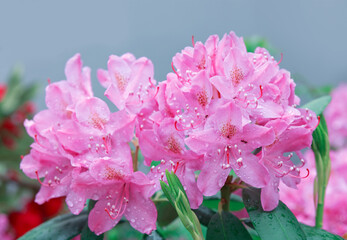 Pink azalea flowers in the spring garden.
