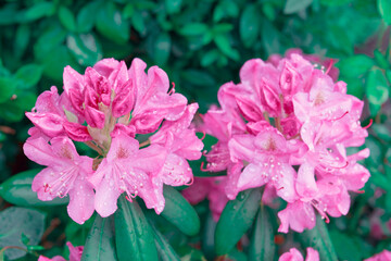 Pink azalea flowers in the spring garden.