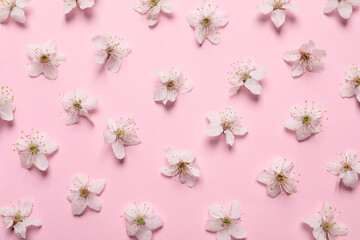 Beautiful cherry blossoms on pink background, flat lay