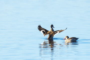 Two Cape Teal ducks on a blue lake in the False Bay Nature Reserve in Cape Town, South Africa.