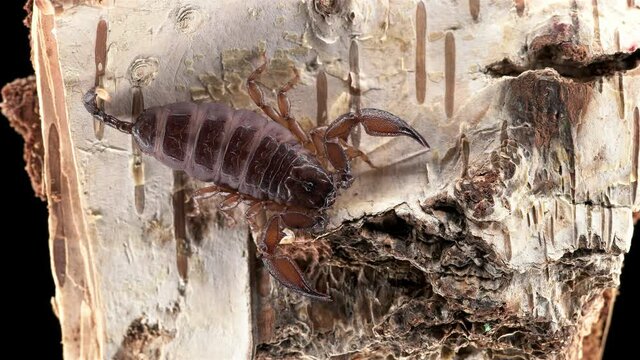 Dwarf tree scorpion Liocheles australasiae, family Hormuridae. Hiding under stones, branches, poison is not dangerous to humans. Propagated by parthenogenesis