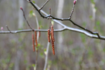 Spring inflorescences of alder on a twig close-up, in the shade of a deciduous forest with a blurred background of branches and forest bush.