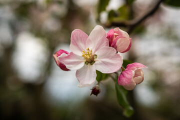Naklejka na ściany i meble Apfelblüten im Frühling
