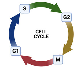 Cell cycle