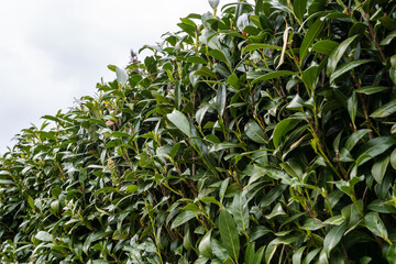 Hecke im garten - Sichtschutz