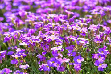 Close up of purple blossoms of Aubrieta flowers in a garden