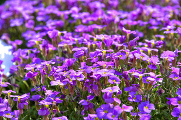 Naklejka premium Close up of purple blossoms of Aubrieta flowers in a garden