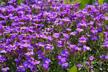 Obraz premium Close up of purple blossoms of Aubrieta flowers in a garden