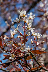 Amelanchier lamarckii a small deciduous tree with a white blossom flower in early spring commonly known as snowy mespilus or juneberry