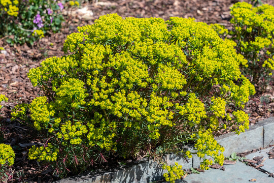 Euphorbia cyparissias Fens Ruby a spring summer evergreen flowering shrub plant with a  springtime summer yellow flower and commonly known as cypress spurge, stock photo image