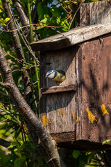 Blue tit (Cyanistes caeruleus) leaving a bird nest box which is a common small garden songbird found in the UK and Europe, stock photo image