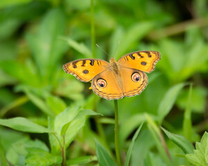 Back view of a Peacock pansy butterfly resting on a flower