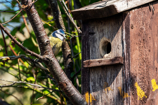 Blue tit (Cyanistes caeruleus) looking at a bird nest box which is a common small garden songbird found in the UK and Europe, stock photo image