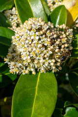 Skimmia japonica 'Fragrans' a spring flowering shrub plant with a white springtime flower, stock photo image