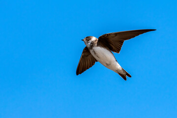 Sand Martin (Riparia riparia) in flight with a blue sky and copy space, a migrating bird that can be found flying in the UK in the spring  from March or April and is known as the Bank Swallow