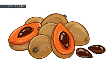 sketch_red_sapote_a_bunch_of_fruits_and_pits