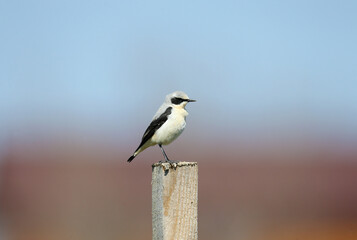 Male The northern wheatear or wheatear (Oenanthe oenanthe) in breeding plumage filmed in natural habitat