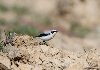 Male The northern wheatear or wheatear (Oenanthe oenanthe) in breeding plumage filmed in natural habitat