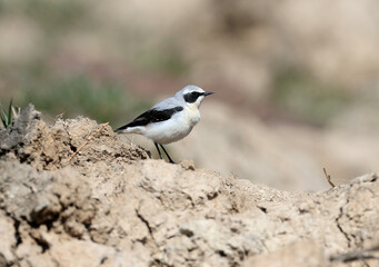 Male The northern wheatear or wheatear (Oenanthe oenanthe) in breeding plumage filmed in natural habitat