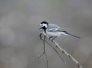 The white wagtail (Motacilla alba) was shot in cloudy weather on a tree branch against a blurred background
