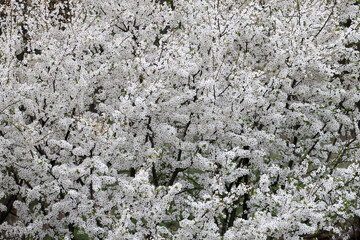 The cherry plum or myrobalan plum ( Prunus cerasifera) blooming in bright white flowers is captured from a distance in a long focus and fills the entire frame