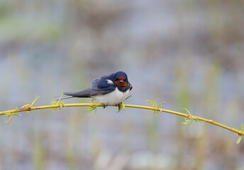 Male The barn swallow (Hirundo rustica) sits on a thin twig against a blurred background. Close-up and detailed photo