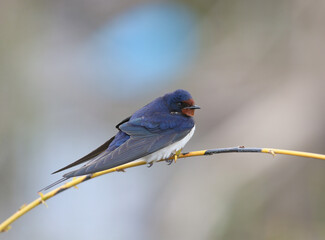 Male The barn swallow (Hirundo rustica) sits on a thin twig against a blurred background. Close-up and detailed photo