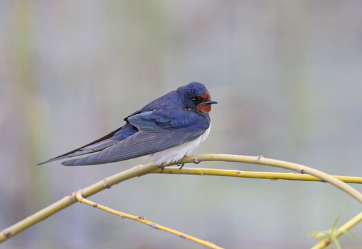 Male The barn swallow (Hirundo rustica) sits on a thin twig against a blurred background. Close-up and detailed photo