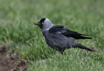 One jackdaw (Coloeus monedula) is photographed in dense green grass. The blue eyes of the bird are attractive