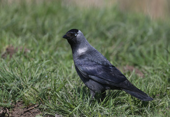One jackdaw (Coloeus monedula) is photographed in dense green grass. The blue eyes of the bird are attractive