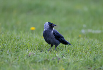 One jackdaw (Coloeus monedula) is photographed in dense green grass. The blue eyes of the bird are attractive