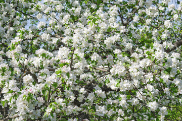 lush plum blossom in the wild. white and pinkish fragile flowers in the early stage of flowering densely cover the tree, with green young foliage