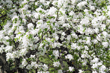 lush plum blossom in the wild. white and pinkish fragile flowers in early stage of flowering densely cover the tree, with green young foliage