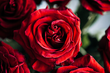 expensive bouquet of large red roses, background of many red roses