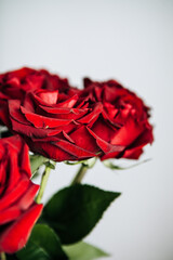 expensive bouquet of large red roses, background of many red roses