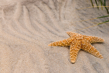 Fototapeta na wymiar Starfish Close-up On Spanish Beach